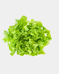 Fresh Organic Lettuce