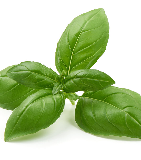 Basil - Sold Per Pound